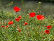 Mohnblumen auf dem Weg zum Gardasee