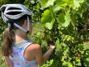 Young cyclist with white helmet picking red grapes from vines in a sunny vineyard near Pradamano on the Alpe Adria cycle route.