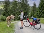 Cow on the cycle path in Valsot
