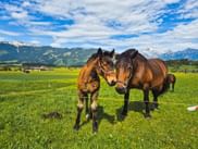 Two brown horses standing in a green meadow in Pinzgau with snow-capped Alpine mountains in the background under a blue sky with clouds.