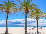 Beach with palm trees at Playa de Alcudia Mallorca