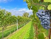 Nahaufnahme einer dunkelblauen Weintraube am Rebstock mit grünen Blättern. Reihen von Weinstöcken erstrecken sich in die Ferne unter blauem Himmel in der Pfalz.