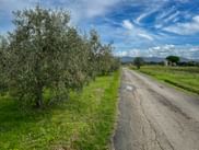 Rural cycling path near Bibbona lined with olive trees, green grass, and distant mountains under a blue sky with white clouds.