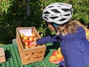 Radfahrer in blauer Jacke und weißem Helm wählt Äpfel aus einer Holzkiste auf einem grünen Tisch, mit Apfelbäumen im Hintergrund.