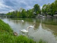 Three white swans swimming in the green Isar River near Bad Tölz. Green riverbank in foreground, bridge and buildings visible in background.