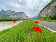 Poppies on the Adige cycle path