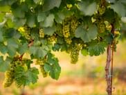 Trauben weißer Weintrauben hängen an einer Rebe mit grünen Blättern in der Prosecco-Region. Die Trauben sind reif und erntefertig.