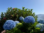 Hydrangeas in bloom on Madeira