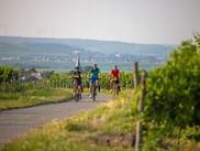 Drei Radfahrer auf asphaltiertem Weg durch Weinberge in der Pfalz an der Deutschen Weinstraße. Windräder und Dorf mit Kirche im Hintergrund.