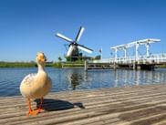 Weiße Ente auf Holzsteg mit traditioneller holländischer Windmühle und weißer Zugbrücke im Hintergrund in Kinderdijk unter blauem Himmel.