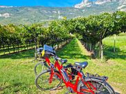 Bikes in front of vineyards