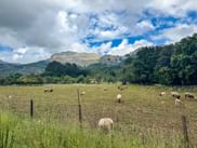 Mallorca Pollenca Schafherde