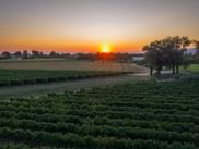 Sunset over vineyard rows near Cividale del Friuli with orange sky, trees along a dirt path, and distant buildings on the horizon.
