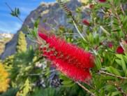 Exotic plant in Madeira