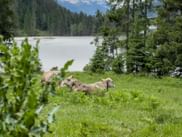 Cows in a meadow in Valsot