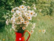 Strauß weißer Margeriten mit gelben Zentren in einem roten Krug mit weißen Punkten auf einer grünen Wiese mit Wildblumen.