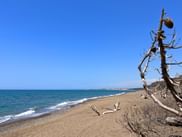 Sandy beach at Tomboli di Cecina nature reserve with driftwood, turquoise sea, and clear blue sky along the Tuscan coast.