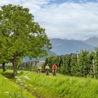 Drei Radfahrer auf einem Grasweg durch Apfelgärten in Südtirol, mit einem großen Baum und Bergen im Hintergrund unter bewölktem Himmel.