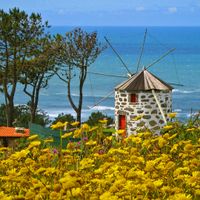 Blick über ein gelbes Blumenmeer zu einer landestypischen Windmühle am Meer
