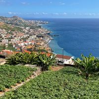 Blick über Teefelder nach Funchal