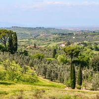 Sanfte toskanische Hügel mit Zypressen, Olivenhainen und verstreuten Bauernhäusern unter blauem Himmel zwischen Pisa und Florenz.