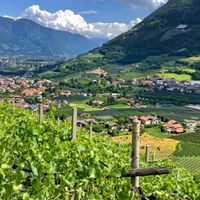 View of the Merano basin with its vineyards and wooded mountains