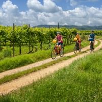 Radweg durch Weinreben