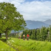 Three cyclists riding through green meadow with large tree and apple orchards. Mountain range visible in background under cloudy sky near Brixen.