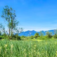 Green wetland meadow with tall grasses and yellow flowers in Murnauer Moos. Wooden barn on left, trees and blue mountains under clear sky.