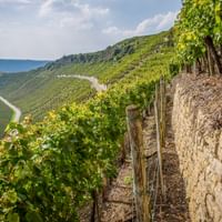 Hessigheim Weinhügel