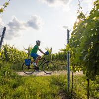 Cyclists between vines in the evening atmosphere