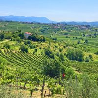 Panoramic view over vineyards and rolling hills to Collio