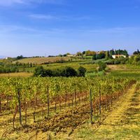 Weinberge und ein kleines Dorf auf sanften Hügeln in der Toskana