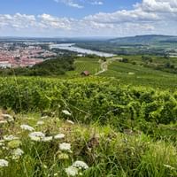 Panoramic view of Krems with vineyards in foreground, Danube River flowing through valley, and distant hills under blue sky with clouds.