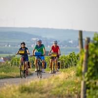 Three cyclists riding on a path between green vineyards with hills and a village in the background under a bright sky.