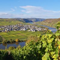 View over vineyards to Trittenheim on the Moselle