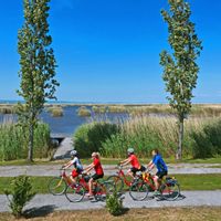 Cycling group on cycle paths along the reed banks of Lake Neusiedl