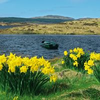 Daffodils on the moor