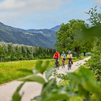Drei Radfahrer auf einem asphaltierten Weg durch Apfelplantagen mit Bergen im Hintergrund. Reife Äpfel im Vordergrund sichtbar.