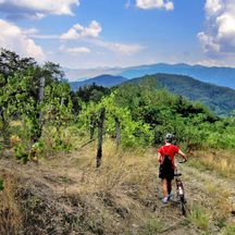 Cyclists between vineyards with mountain panorama
