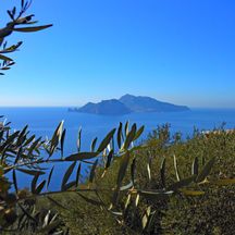Olive tree in front of sea view