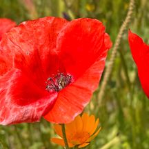 Close-up of poppies in a green meadow
