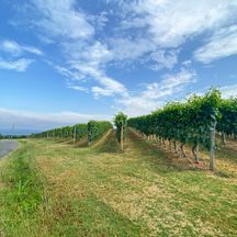 Weinfelder im Piemont