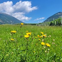 Blumenwiese in Südtirol