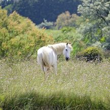 Pferd in einer Blumenwiese