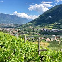 Weinreben Südtirol mit Panoramablick auf das Meranerland