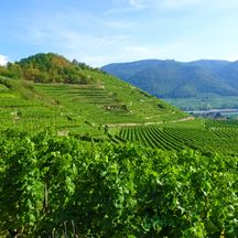 Panoramablick über die Weinberge in der Wachau