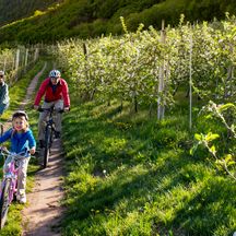 Familie fährt mit dem Rad durch Apfelbäume in Südtirol