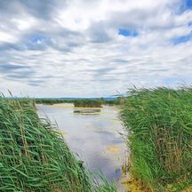 Reed landscape on Lake Neusiedl