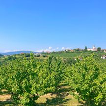 Vineyards in Friuli